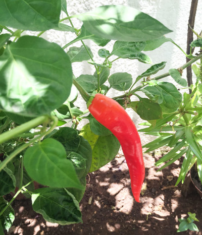 Horta em casa pimenta dedo-de-moça madura | Cozinha do João