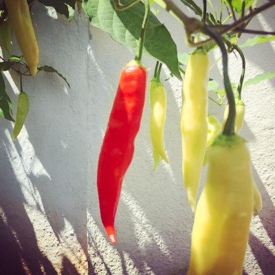 Pimenta dedo-de-moça no pé
