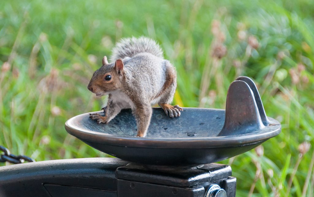 Esquilo no Central Park nas dicas de viagem para Nova York | Cozinha do João