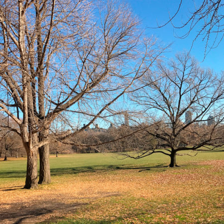 Central Park em Nova York | Cozinha do João