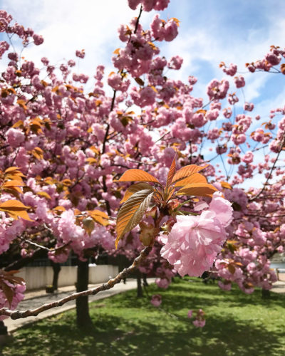 Viagem para Nova York: flores de cerejeira na Roosevelt Island | Cozinha do João