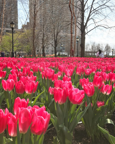 Viagem para Nova York: Tulipas no Pumphouse Park | Cozinha do João