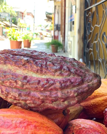Cacau em Viagem para Itacaré, Bahia, Brasil | Cozinha do João